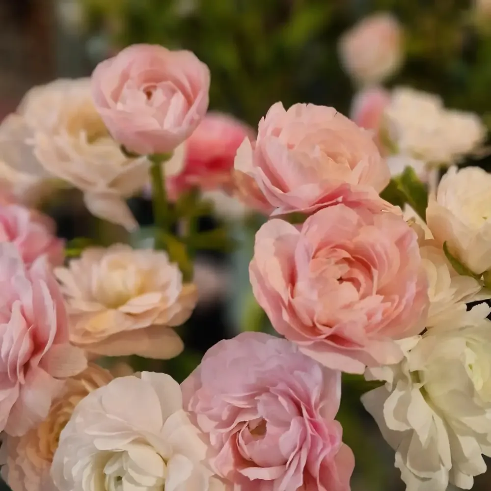 Livraison de fleurs près de Saint-Étienne-de-Montluc